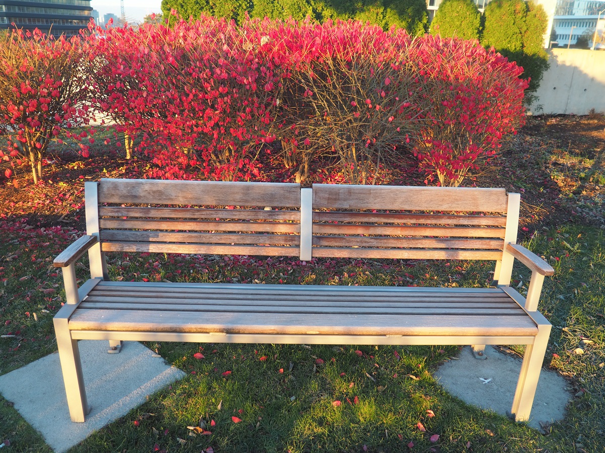 Aga Khan Park 2021 Foliage autumn Malik Merchant simergphotos.