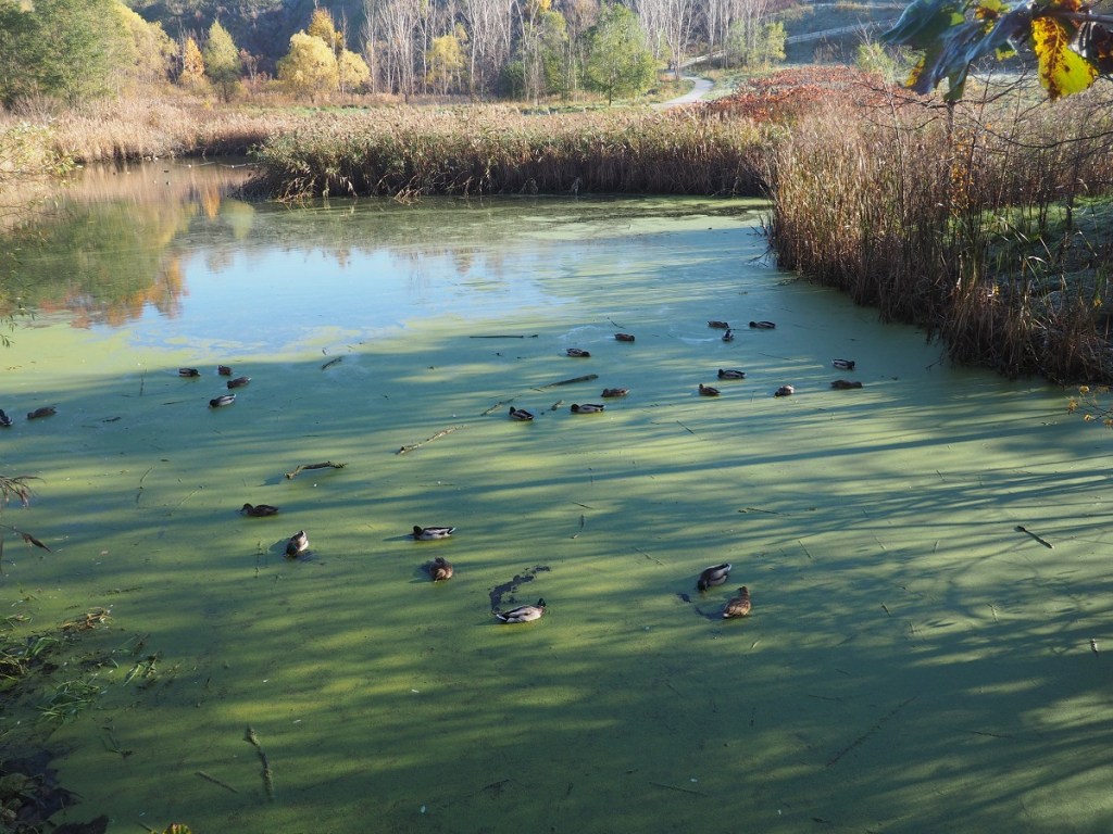 Autumn Colours, Foliage, Fall 2021, Toronto Sunrise, Foliage, Glen Abbey, Aga Khan Museum, Ismaili Centre, Aga Khan Park, Edwards, Don Trail, High Park, Etienne Brule, Wilket Creek, Guild Inn Park, Evergreen Brickworks