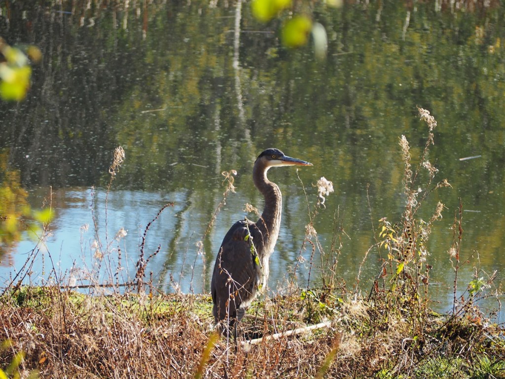 Autumn Colours, Foliage, Fall 2021, Toronto Sunrise, Foliage, Glen Abbey, Aga Khan Museum, Ismaili Centre, Aga Khan Park, Edwards, Don Trail, High Park, Etienne Brule, Wilket Creek, Guild Inn Park, Blue Heron, Evergreen Brock Works