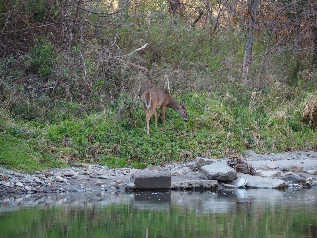 Salmon Run Highland Creek, Morningside Park, Malik Merchant Simerg Simergphotos