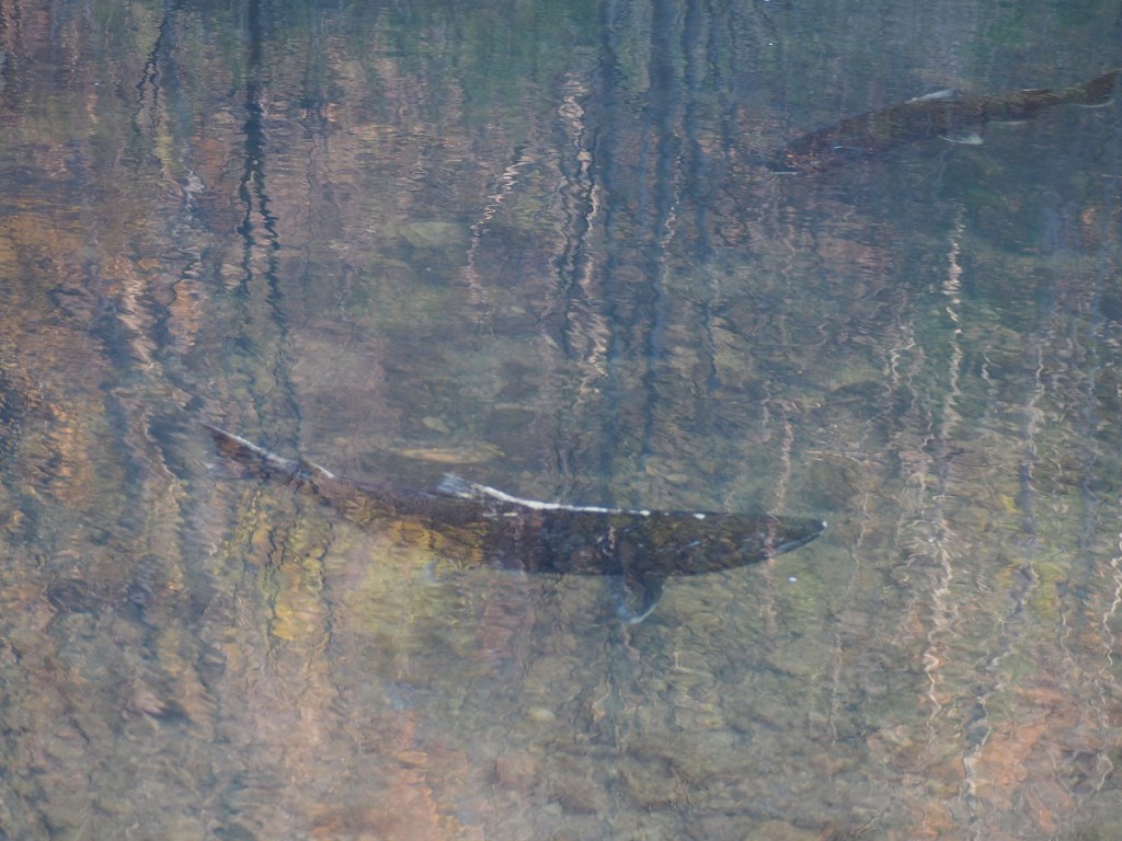 Salmon Run Highland Creek, Morningside Park, Malik Merchant Simerg Simergphotos