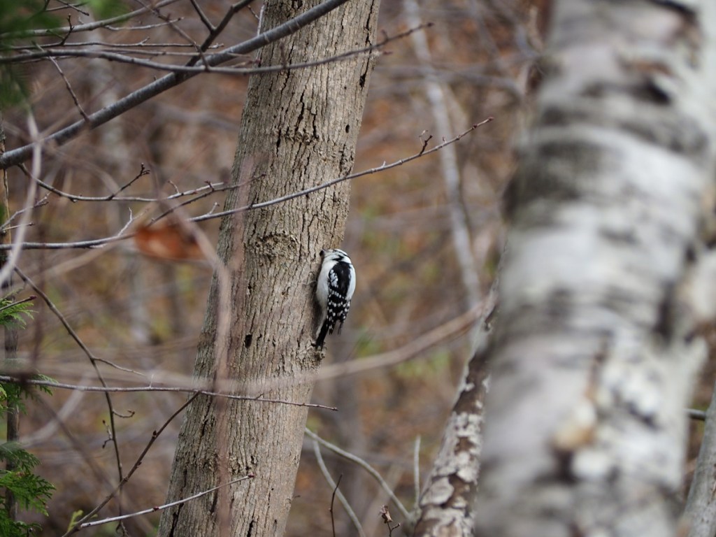 Morningside Park, Highland Creek, Salmon Run, Woodpecker, Fall Colours, Bunnie, Rabbit Simerg Photos, Malik Merchant