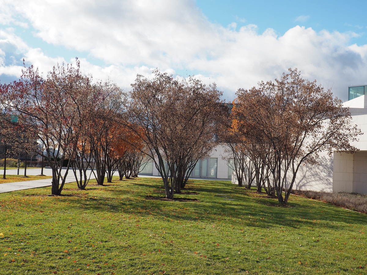 Amur Maple Aga Khan Park Malik Merchant Simerg Photos