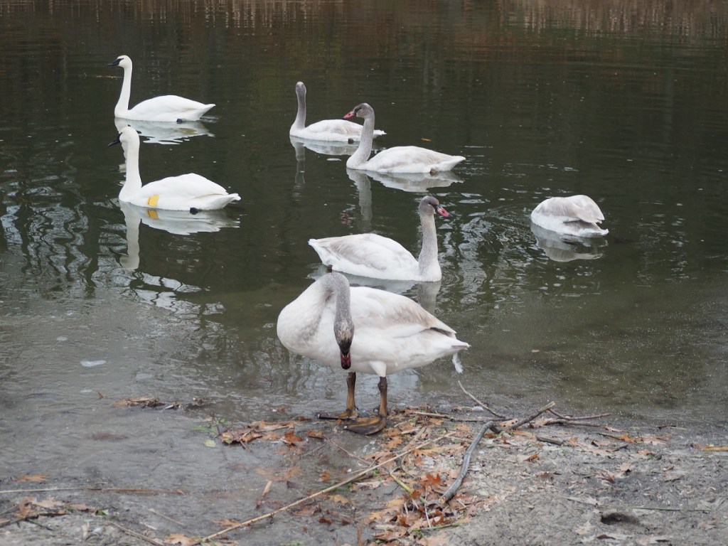 Twilight Toronto Rouge Beach, Lake Ontario Simerg Photos