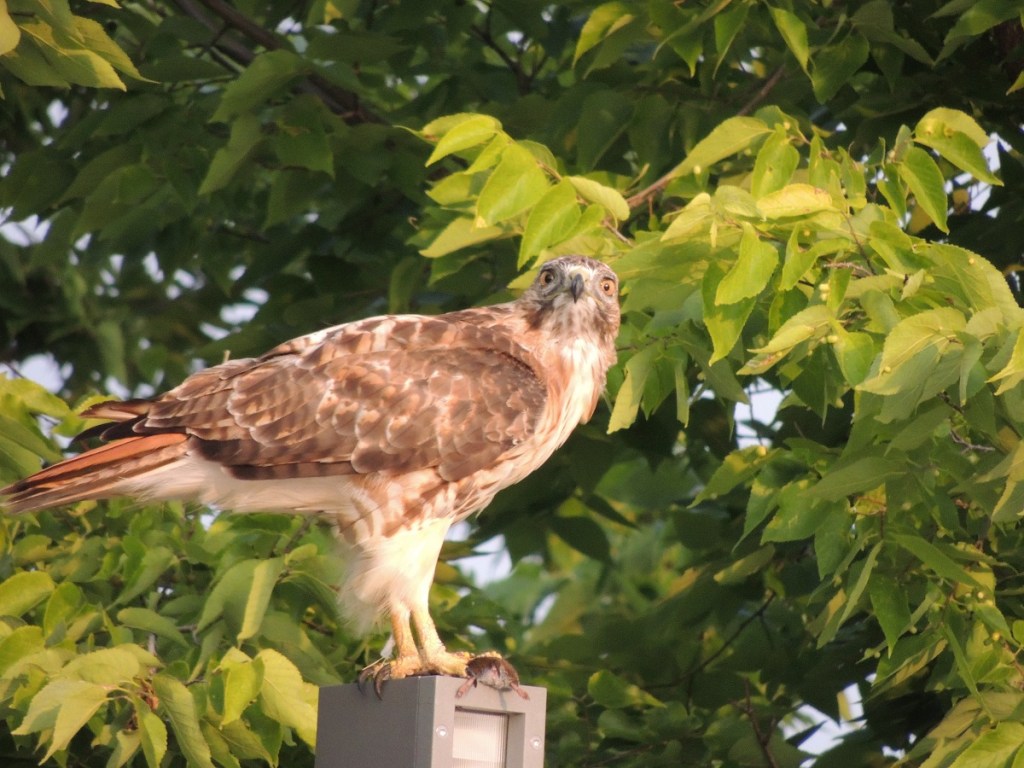 Hawk with a mouse under its claw, Aga Khan Park, Toronto, August 7, 2021. Photo: Malik Merchant/Simergphotos.