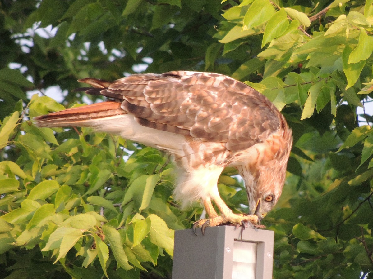 Photos of the Year - Hawk at Aga Khan Park, Toronto, August 7, 2021. Photo: Malik Merchant/Simergphotos.