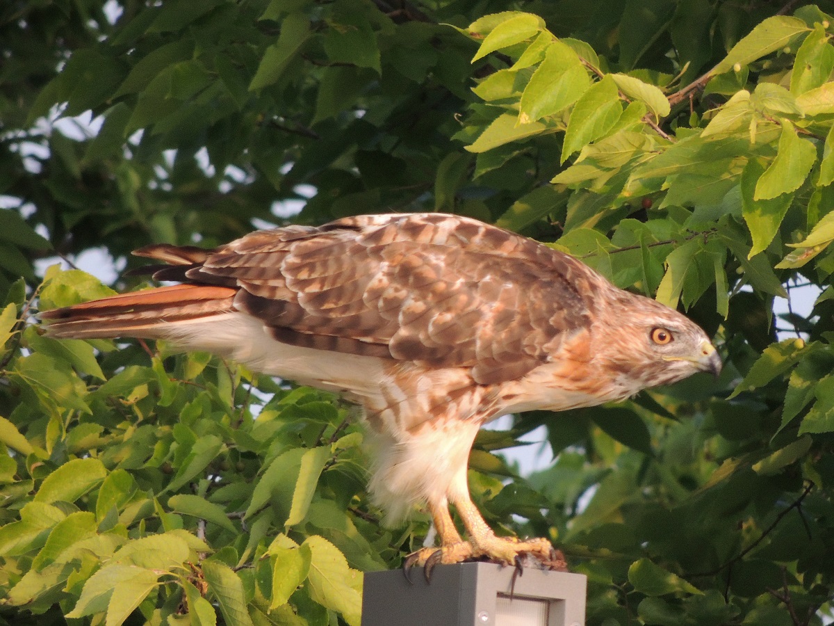 Photos of the Year - Hawk at Aga Khan Park, Toronto, August 7, 2021. Photo: Malik Merchant/Simergphotos.