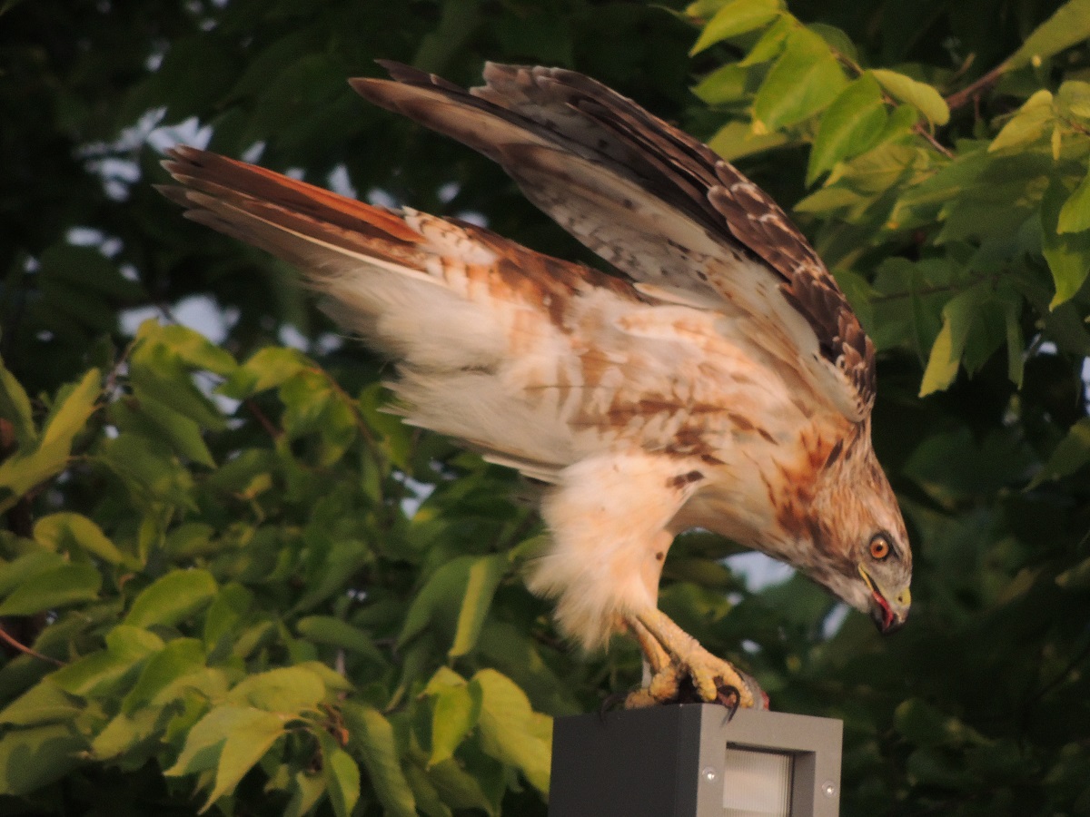 Photos of the Year - Hawk at Aga Khan Park, Toronto, August 7, 2021. Photo: Malik Merchant/Simergphotos.