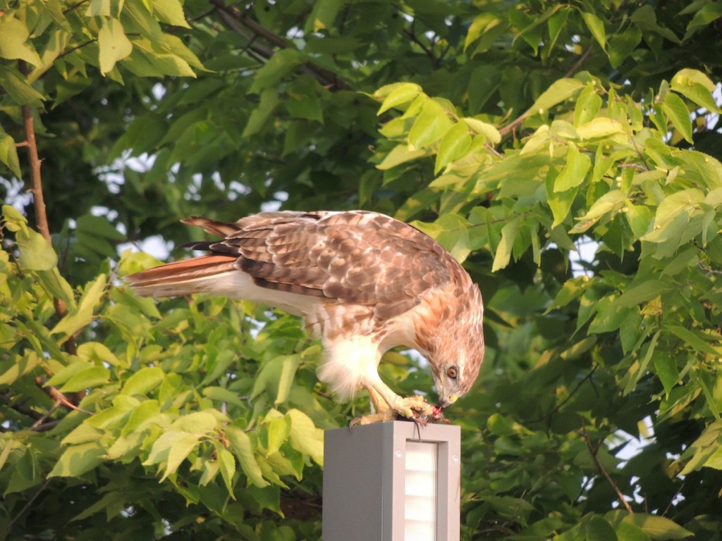 Photos of the Year - Hawk at Aga Khan Park, Toronto, August 7, 2021. Photo: Malik Merchant/Simergphotos.