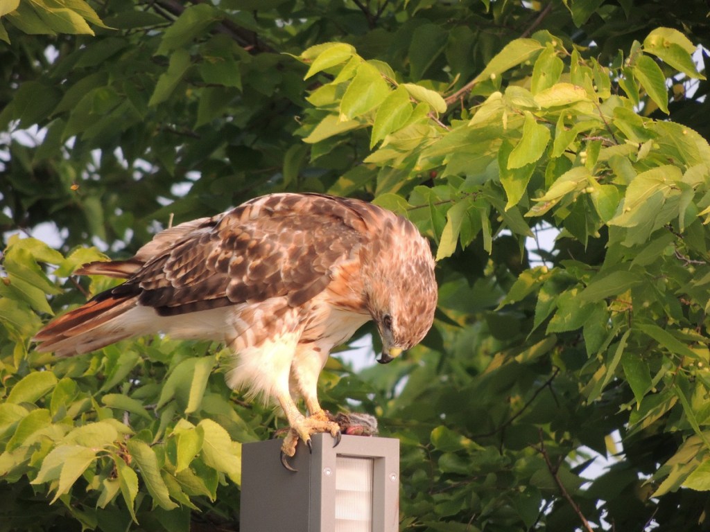 Photos of the Year - Hawk at Aga Khan Park, Toronto, August 7, 2021. Photo: Malik Merchant, Simerg photos.