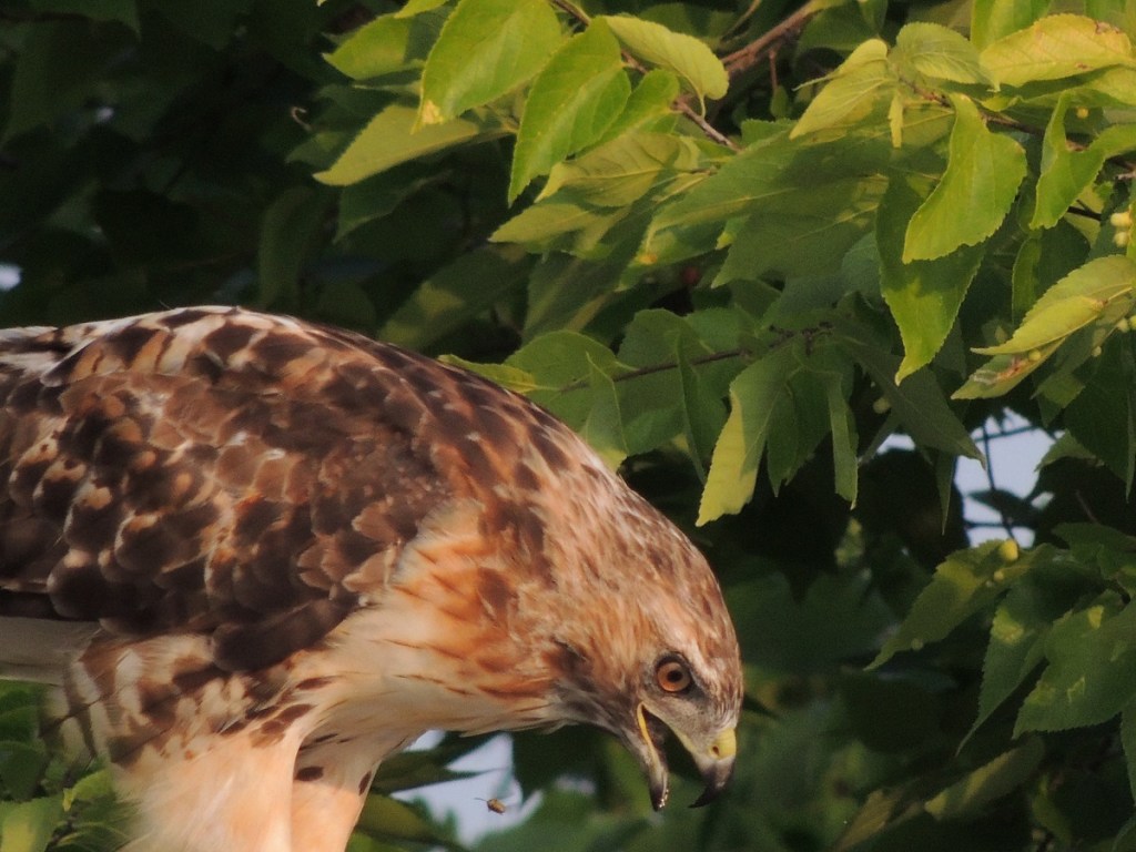 Photos of the Year - Hawk at Aga Khan Park, Toronto, August 7, 2021. Photo: Malik Merchant, Simerg photos.