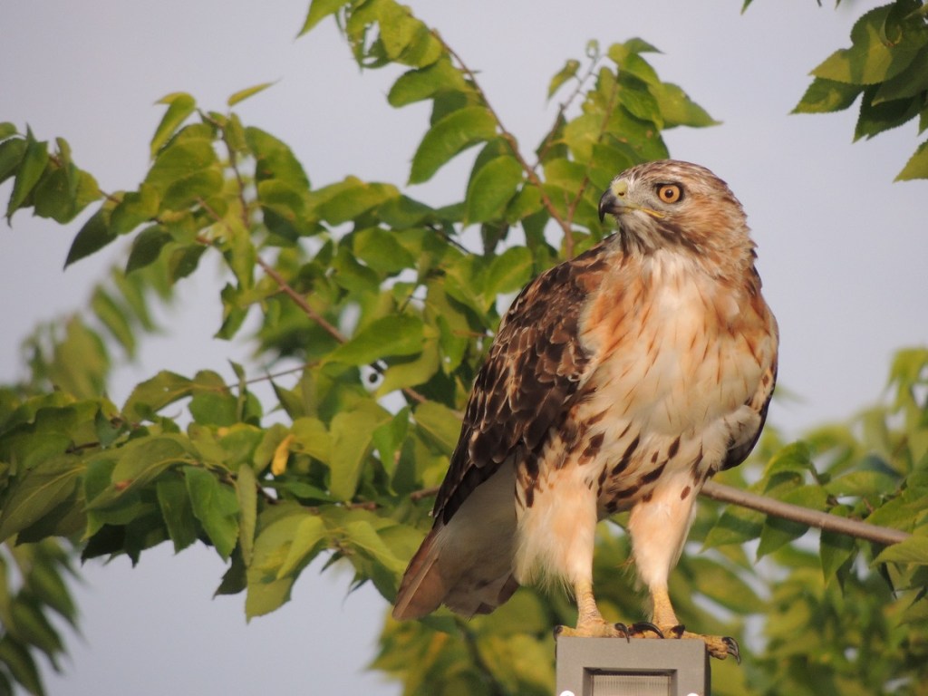 Photos of the Year - Hawk at Aga Khan Park, Toronto, August 7, 2021. Photo: Malik Merchant, Simerg photos.