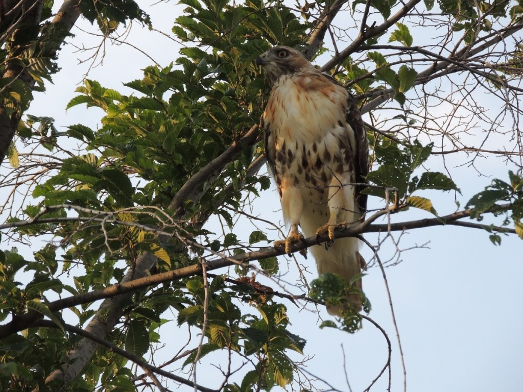 Photos of the Year - Hawk at Aga Khan Park, Toronto, August 7, 2021. Photo: Malik Merchant, Simerg photos.