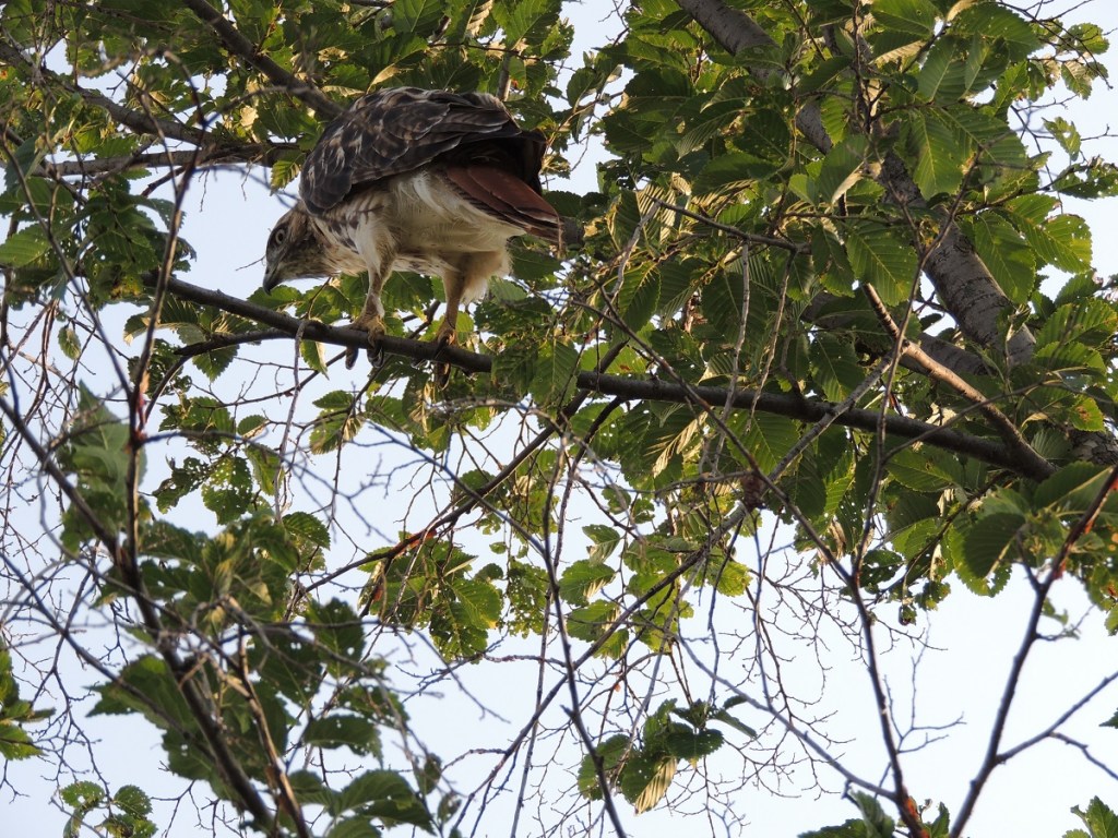 Photos of the Year - Hawk at Aga Khan Park, Toronto, August 7, 2021. Photo: Malik Merchant, Simerg photos.