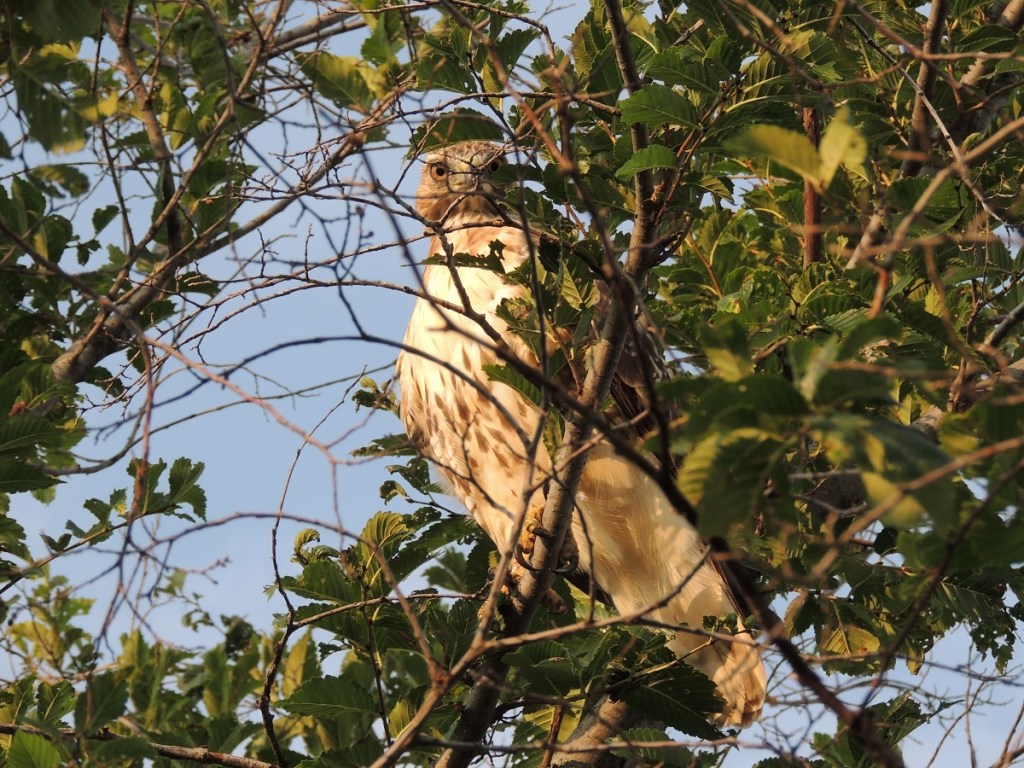 Photos of the Year - Hawk at Aga Khan Park, Toronto, August 7, 2021. Photo: Malik Merchant, Simerg photos.