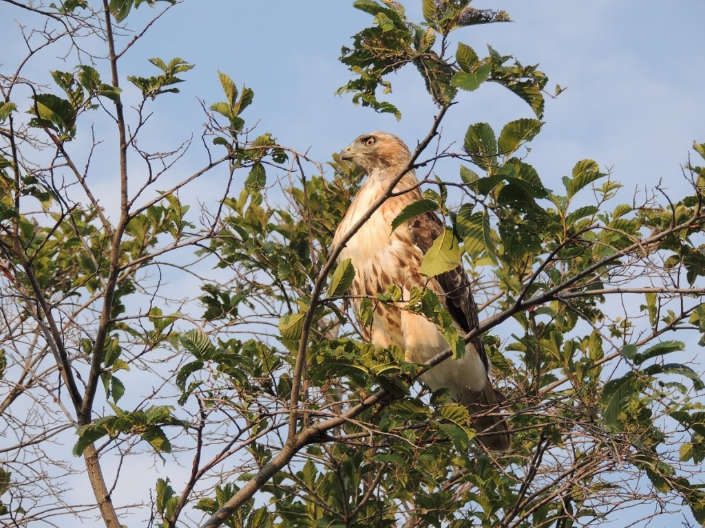 Photos of the Year - Hawk at Aga Khan Park, Toronto, August 7, 2021. Photo: Malik Merchant, Simerg photos.