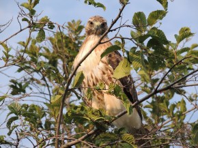 Photos of the Year - Hawk at Aga Khan Park, Toronto, August 7, 2021. Photo: Malik Merchant, Simerg photos.