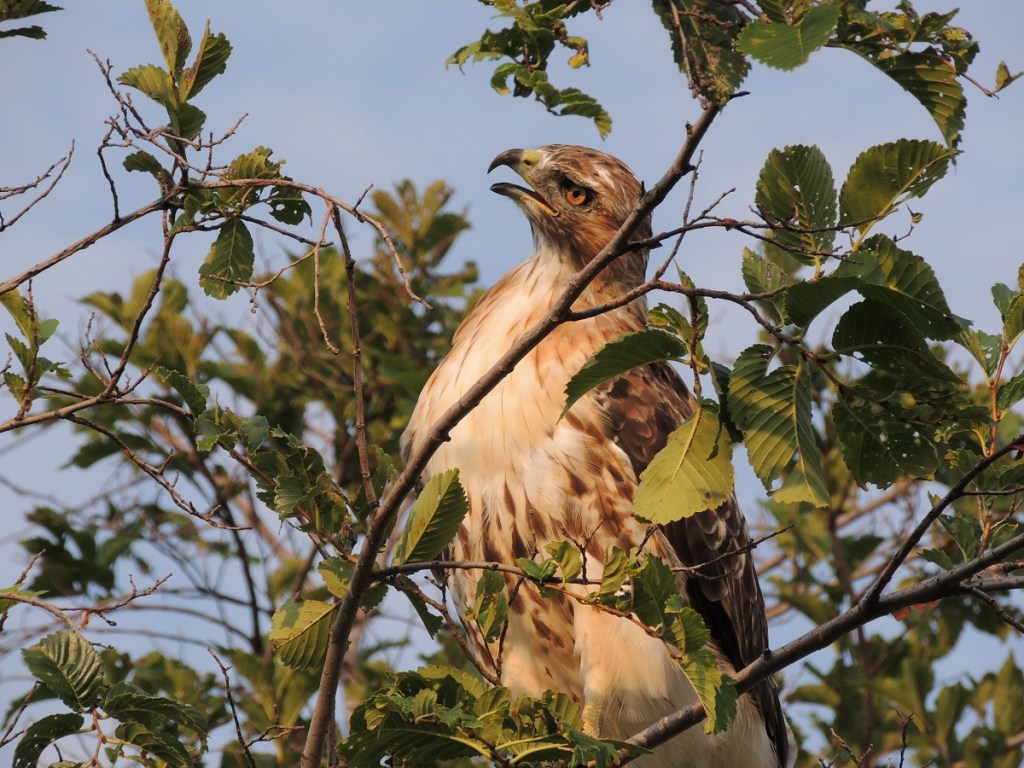 Photos of the Year - Hawk at Aga Khan Park, Toronto, August 7, 2021. Photo: Malik Merchant, Simerg photos.