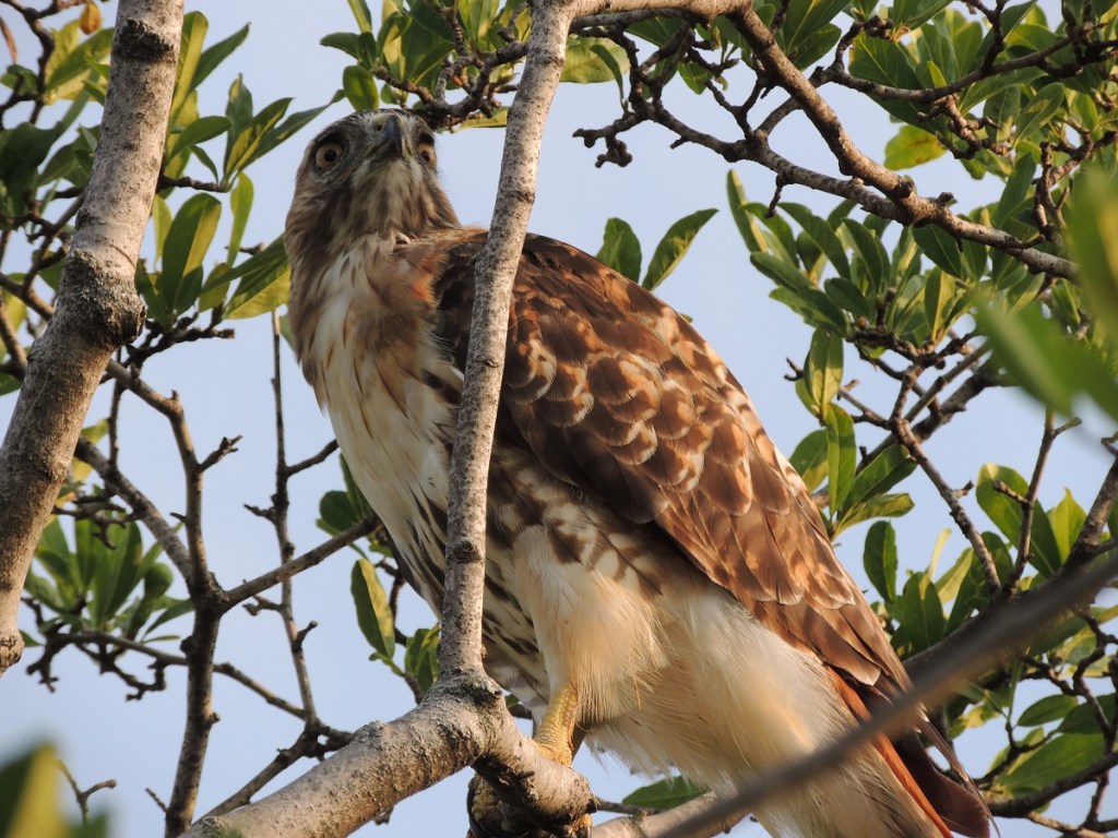Photos of the Year - Hawk at Aga Khan Park, Toronto, August 7, 2021. Photo: Malik Merchant, Simerg photos.