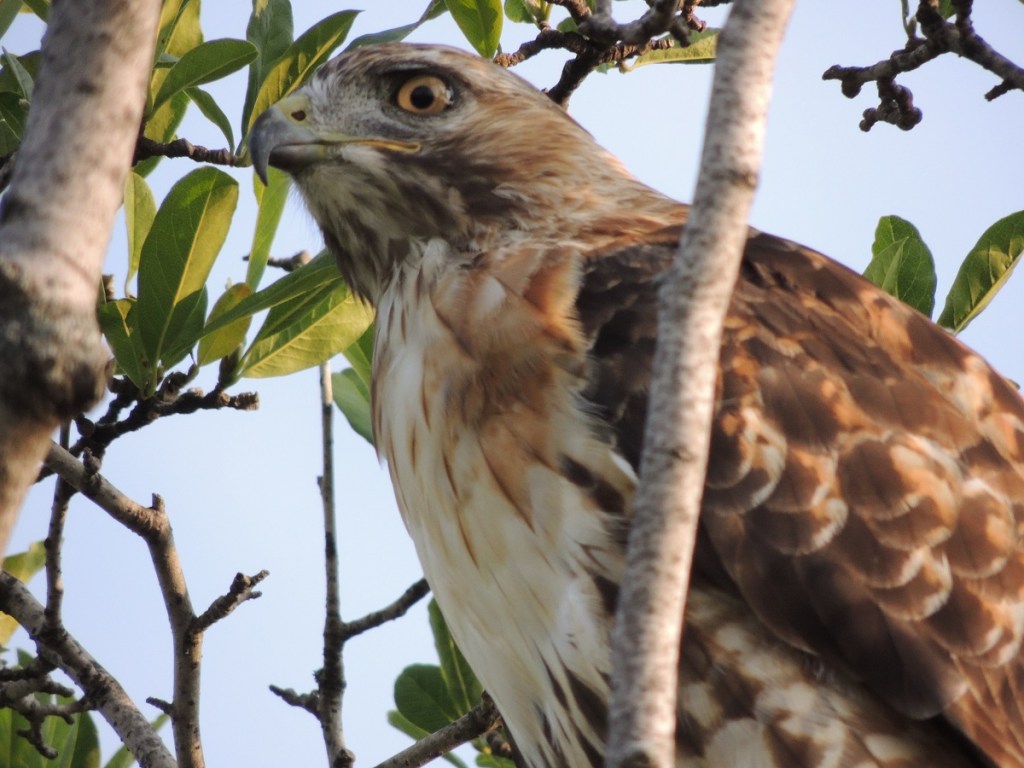 Photos of the Year - Hawk at Aga Khan Park, Toronto, August 7, 2021. Photo: Malik Merchant, Simerg photos.