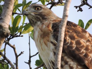 Photos of the Year - Hawk at Aga Khan Park, Toronto, August 7, 2021. Photo: Malik Merchant, Simerg photos.