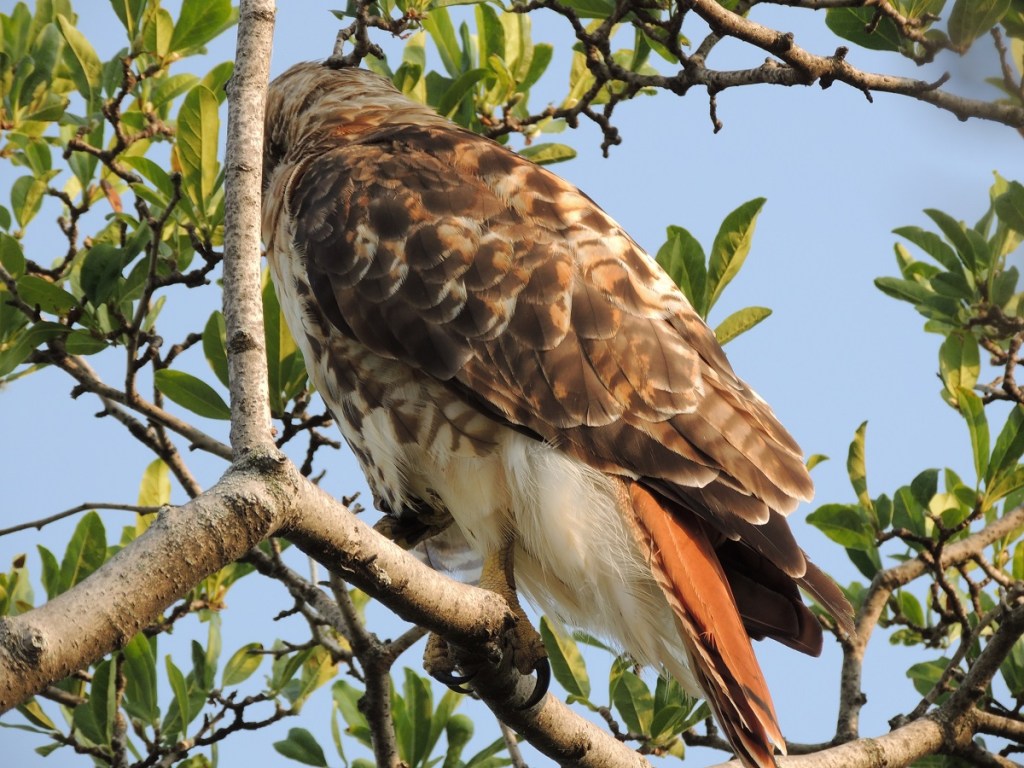 Photos of the Year - Hawk at Aga Khan Park, Toronto, August 7, 2021. Photo: Malik Merchant, Simerg photos.