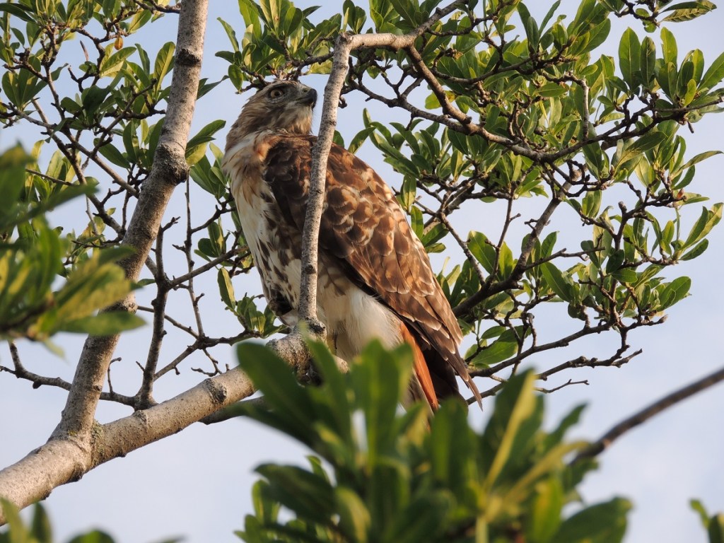 Photos of the Year - Hawk at Aga Khan Park, Toronto, August 7, 2021. Photo: Malik Merchant, Simerg photos.