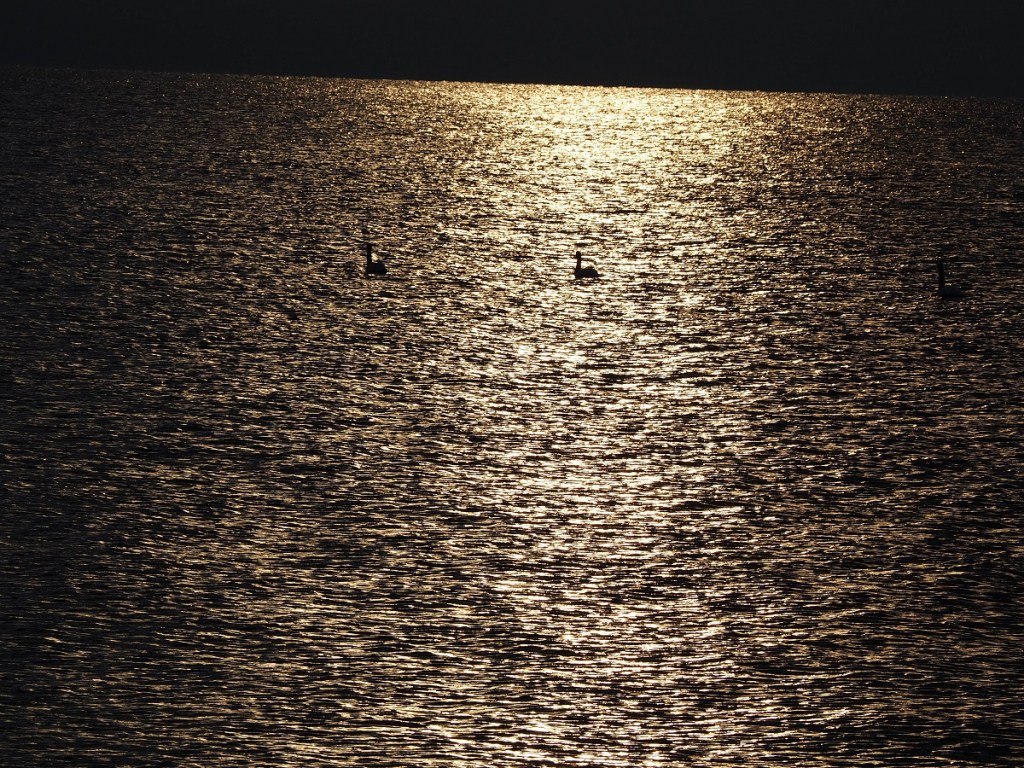 Pickering Waterfront Swans on Lake Ontario Malik Merchant simergphotos