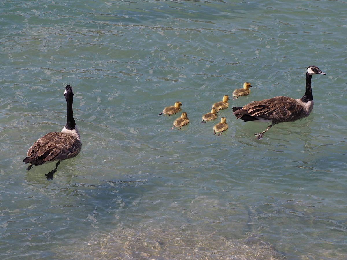 Scenes from Calgary, Geese and goslings, Bow River, Edworthy Park, Malik Merchant Simerg