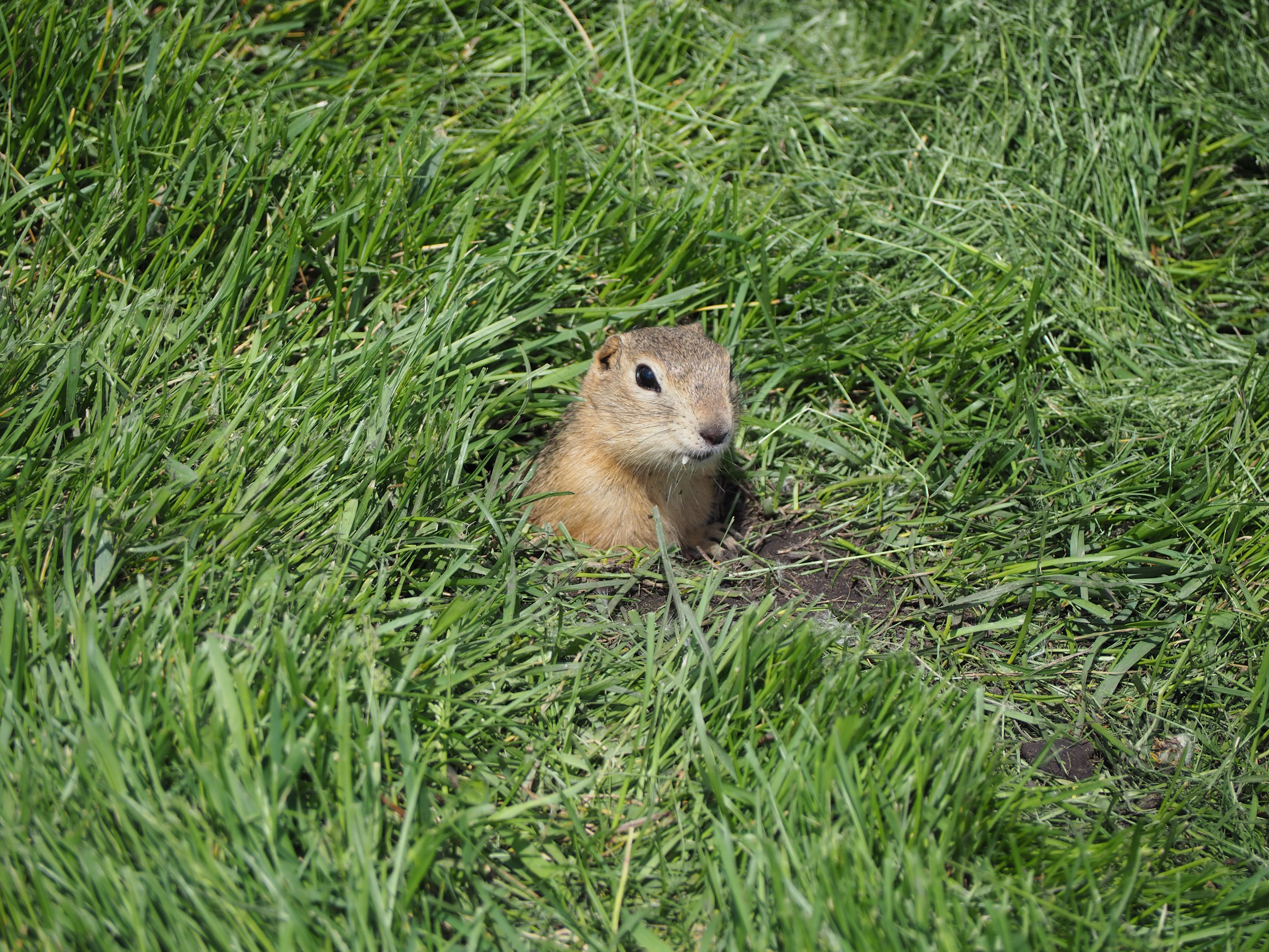 Aga Khan Garden U of A Botanical Garden Malik Merchant Simerg Photos