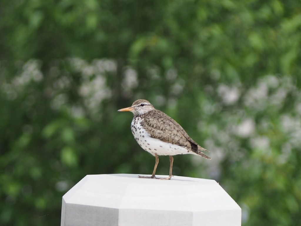 Aga Khan Garden U of A Botanical Garden Malik Merchant Simerg Photos