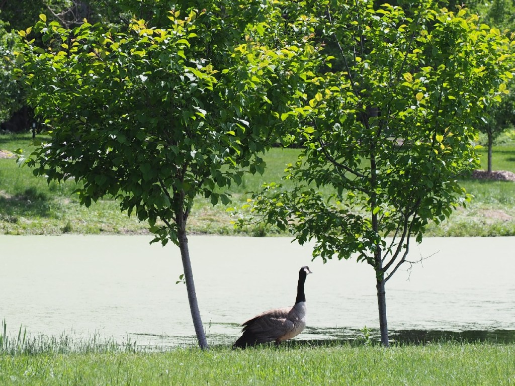 Aga Khan Garden U of A Botanical Garden Malik Merchant Simerg Photos