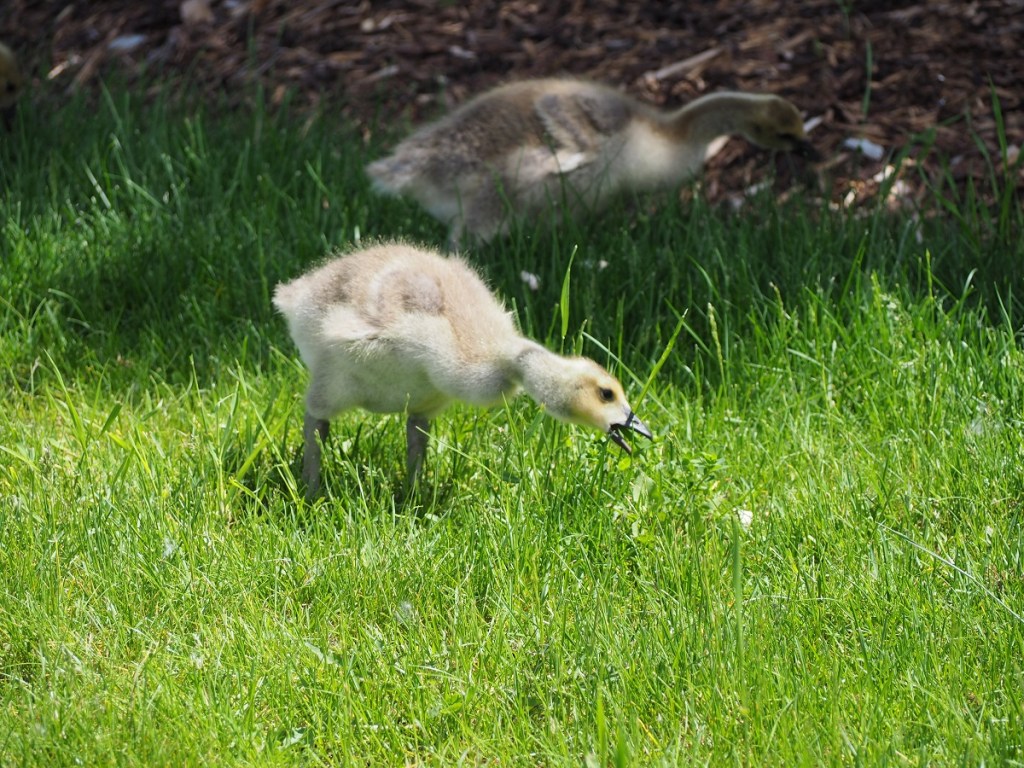 Aga Khan Garden U of A Botanical Garden Malik Merchant Simerg Photos