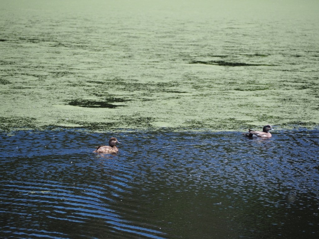 Aga Khan Garden U of A Botanical Garden Malik Merchant Simerg Photos