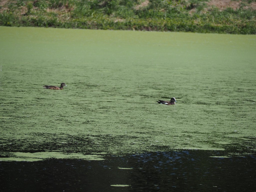 Aga Khan Garden U of A Botanical Garden Malik Merchant Simerg Photos