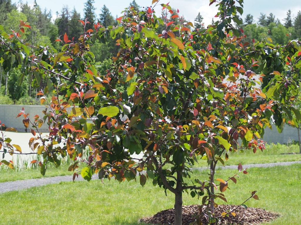 Aga Khan Garden U of A Botanical Garden Malik Merchant Simerg Photos