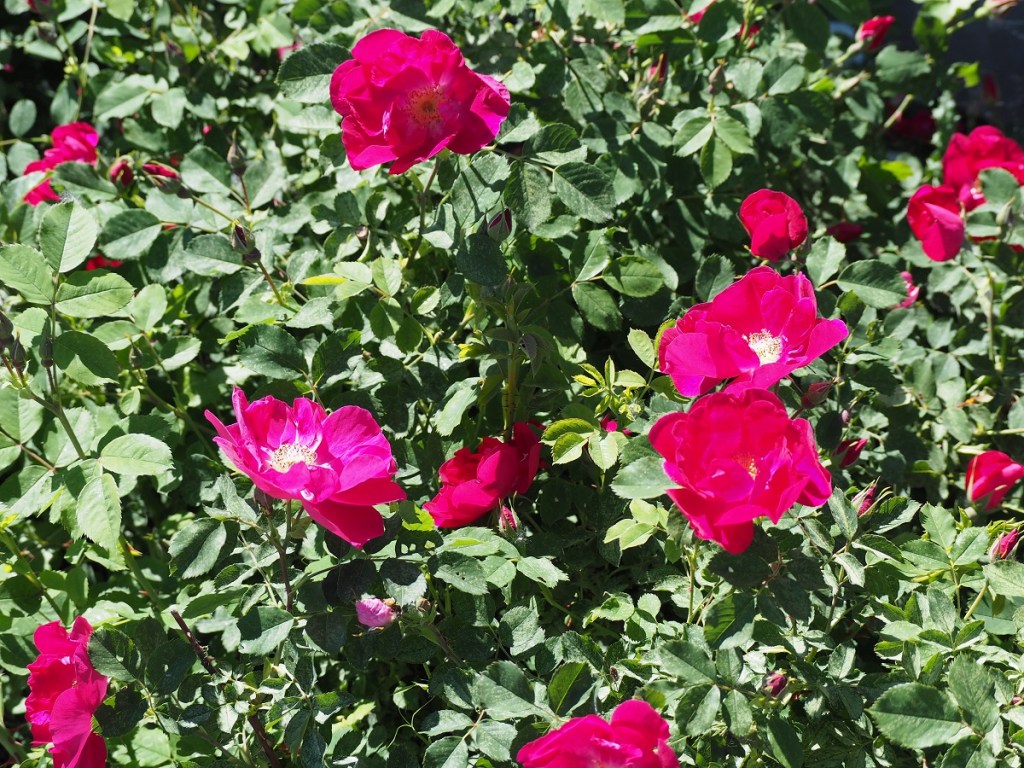 Aga Khan Garden U of A Botanical Garden Malik Merchant Simerg Photos