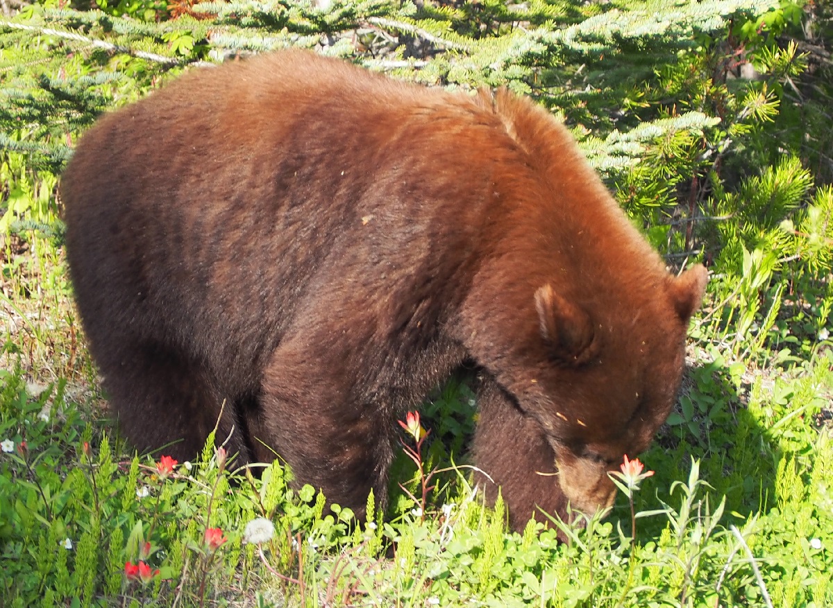 Kananaskis, black bear feeding by Hwy 40, Malik Merchant Simerg Photos.