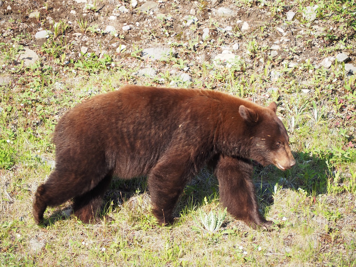 Kananaskis Day Trip Malik Merchant Simerg Photos