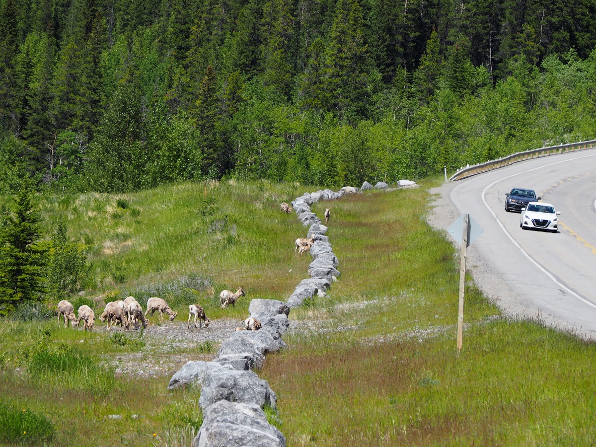 Kananaskis Day trip animals Malik Merchant Simerg Photos