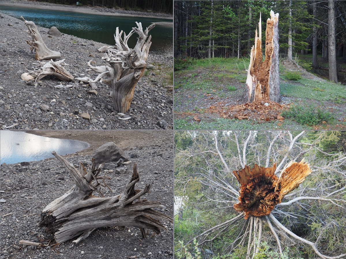 Kananaskis Day Trip Malik Merchant Simergphotos