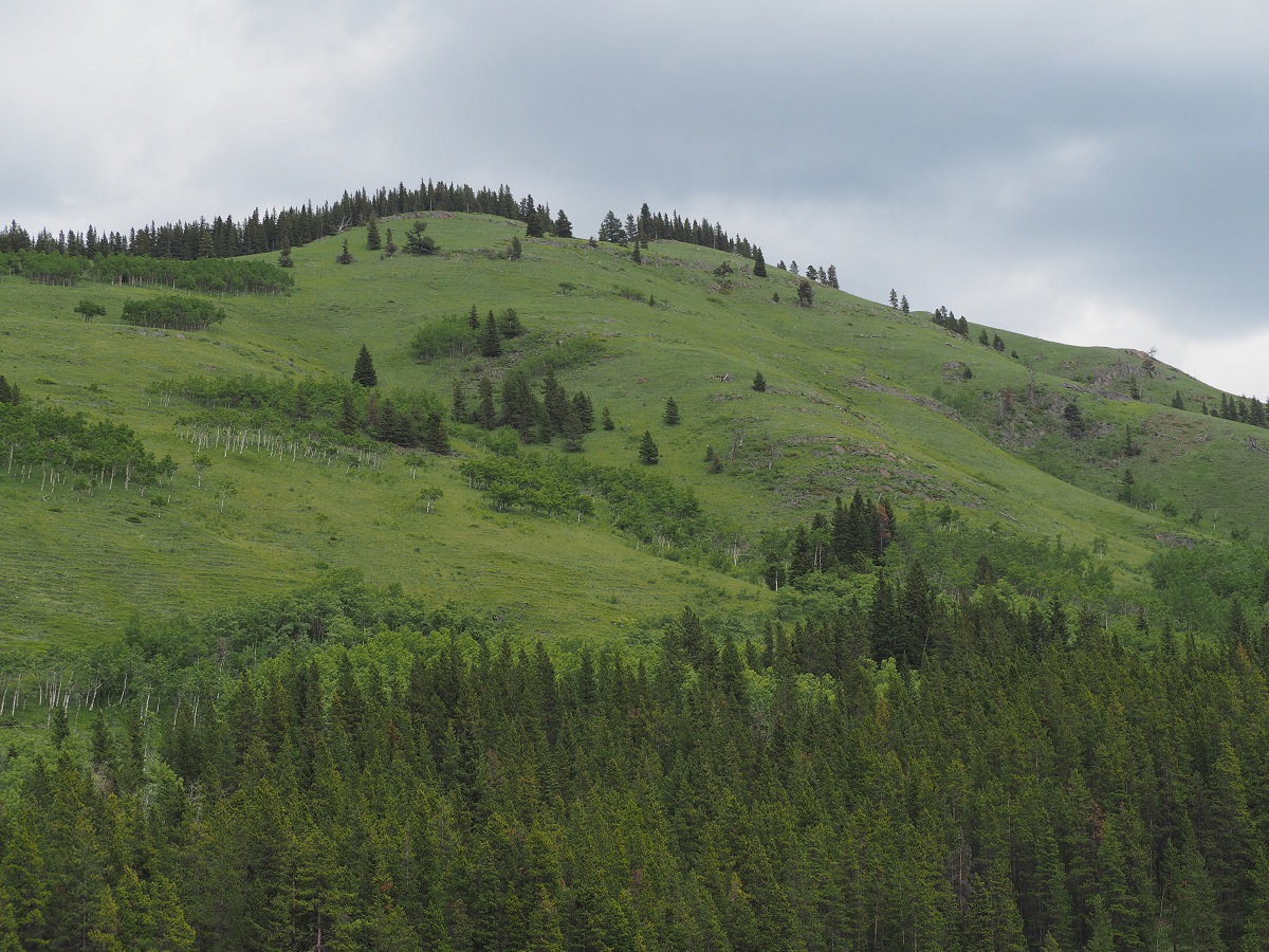 Kananaskis, hill side mountain meadows, Simerg Photos, Malik Merchant