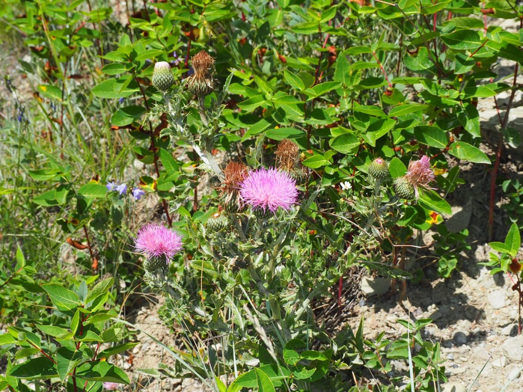 Big Hills Provincial Park