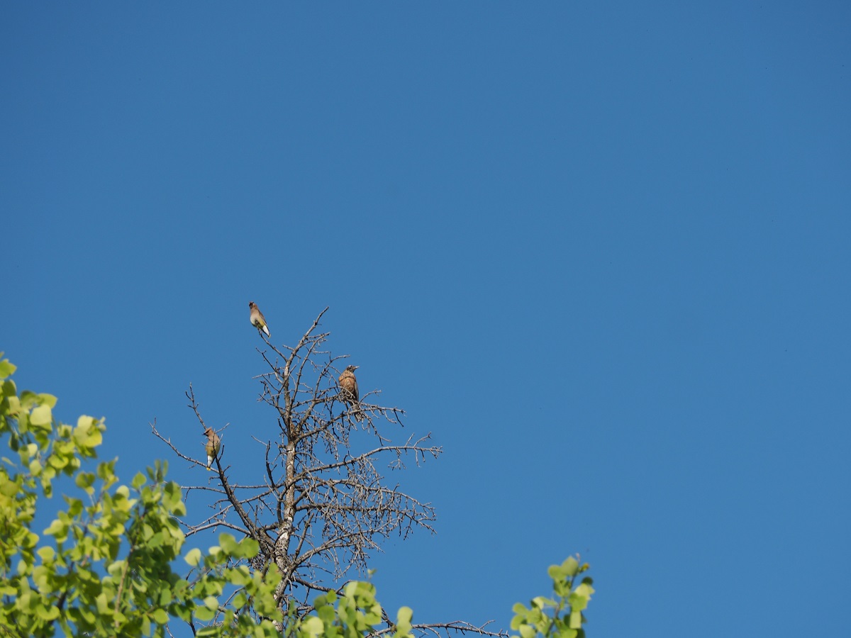 Glenmore Provincial Park, Simerg Malik Merchant