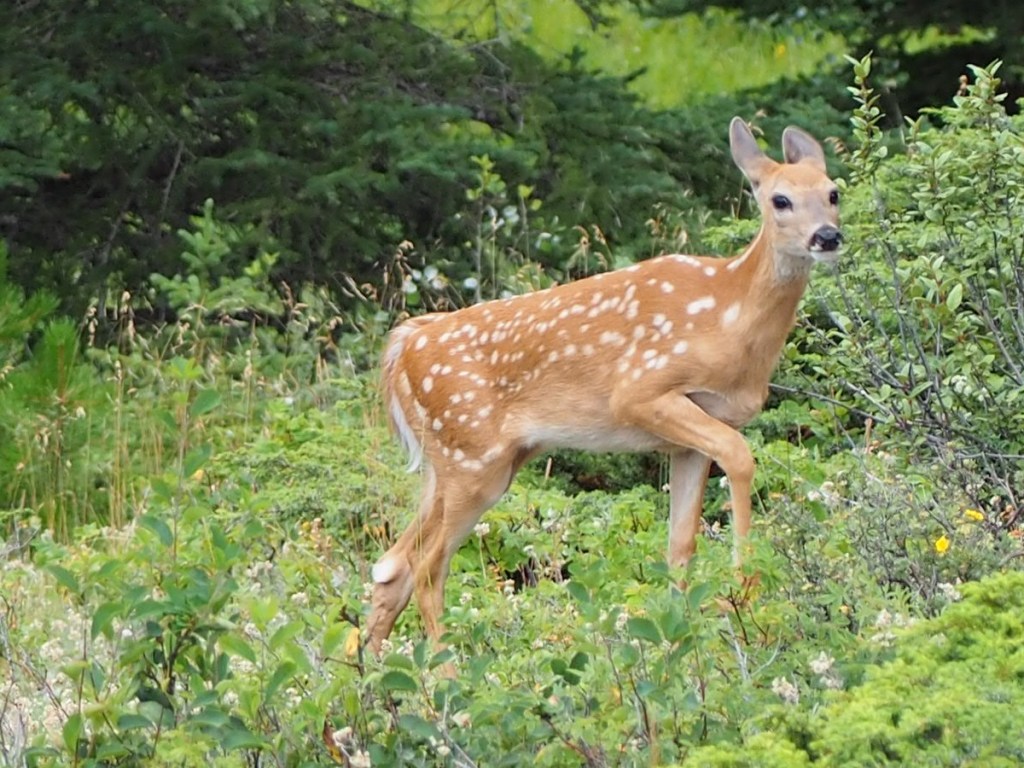 Kananaskis Country Alberta