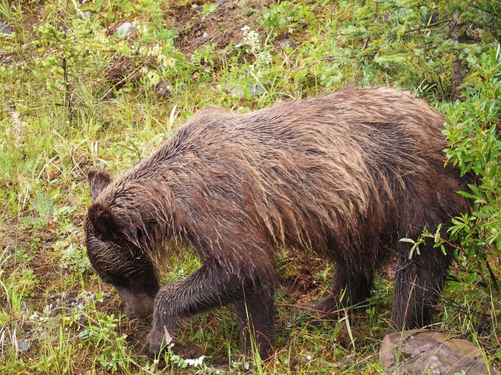 Kananaskis Day Trip Malik Merchant Simerg Photos