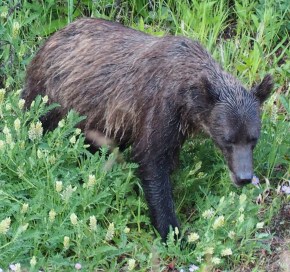 Kananaskis Day Trip Malik Merchant Simerg Photos