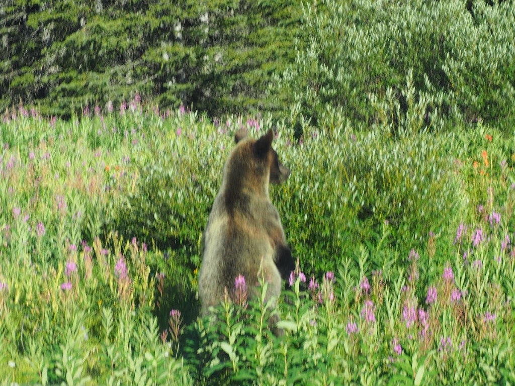 Grizzlies Kananaskis Country Alberta Hwy 40 Simerg Malik Merchant