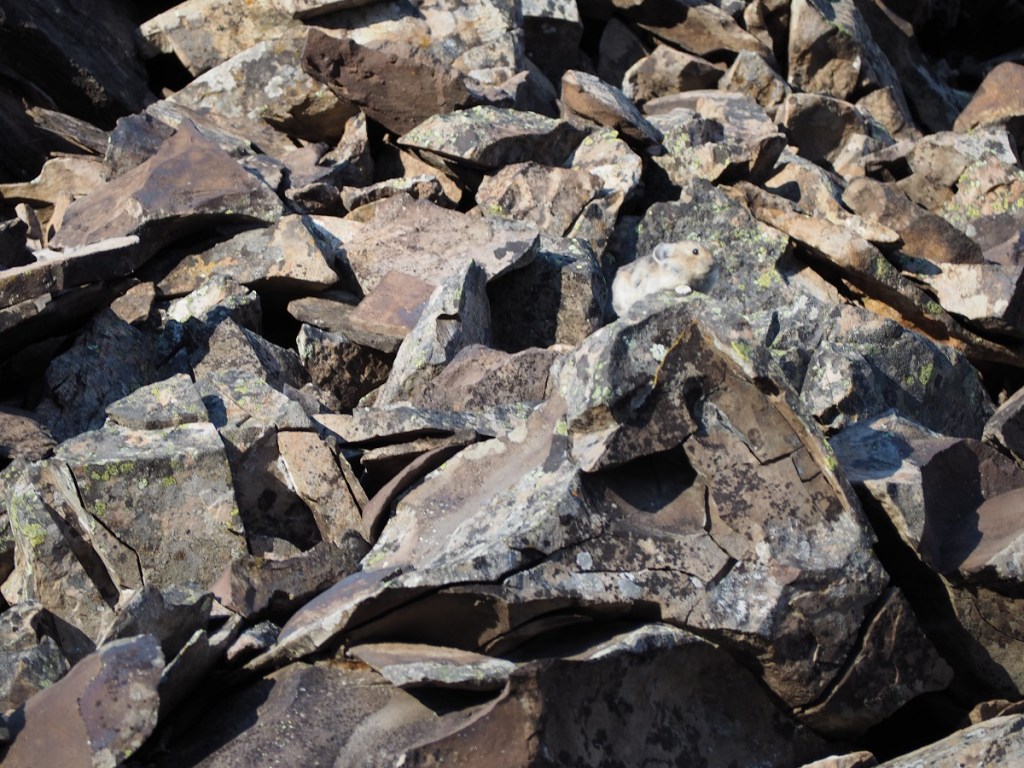 Pika Rock Glacier Trail