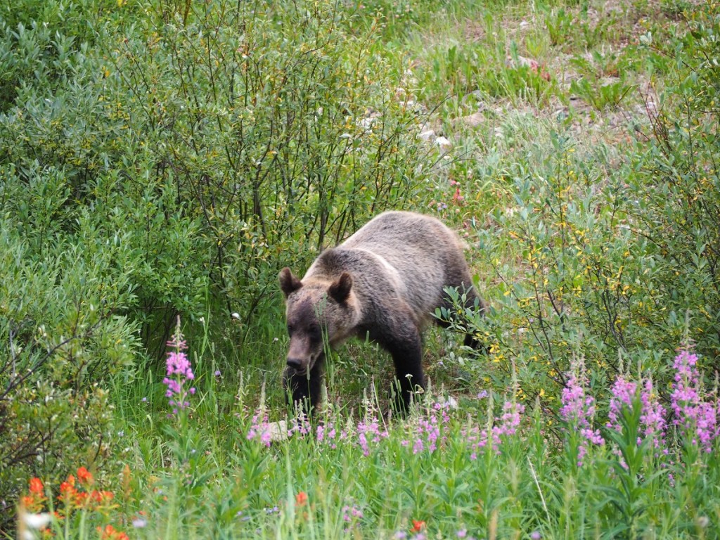 Grizzlies Kananaskis Country Alberta Hwy 40 Simerg Malik Merchant